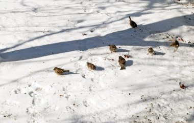 Kışın karda serçe sürüsü. Kışın kuşları besle..