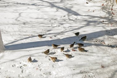 Kışın karda serçe sürüsü. Kışın kuşları besle..