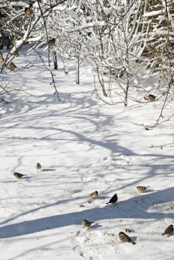 Kışın karda serçe sürüsü. Kışın kuşları besle..