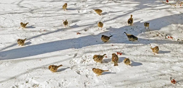Стая Воробьев Зимой Снегу Кормите Птиц Зимой — стоковое фото