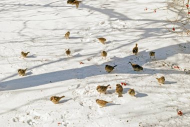 Kışın karda serçe sürüsü. Kışın kuşları besle..