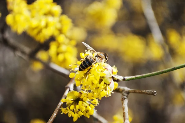 Gele Bloemen Het Concept Van Komst Van Lente Honingproductie Bloeiende — Stockfoto