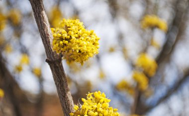 Bahçedeki sarı çiçekler