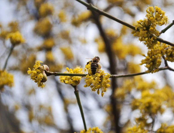 Bee. Yellow flowers. Honey production. Flowering tree, close up. A honey bee collects pollen from a fruit tree. Dogwood tree in bloom.