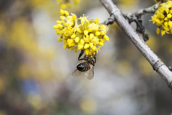 Bee. Yellow flowers. Honey production. Flowering tree, close up. A honey bee collects pollen from a fruit tree. Dogwood tree in bloom.