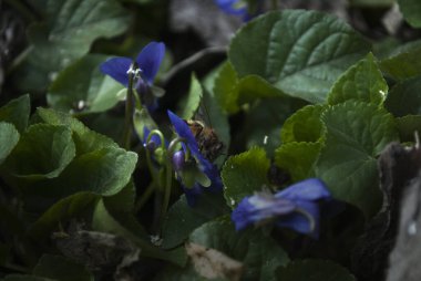 Violet Spring Çiçek Tasarım Sınır Arkaplanı. Çiçekteki bir arı.
