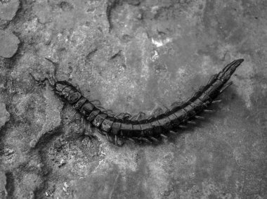 Beton zeminde dev bir kırkayak, zehirli bir azarlama.