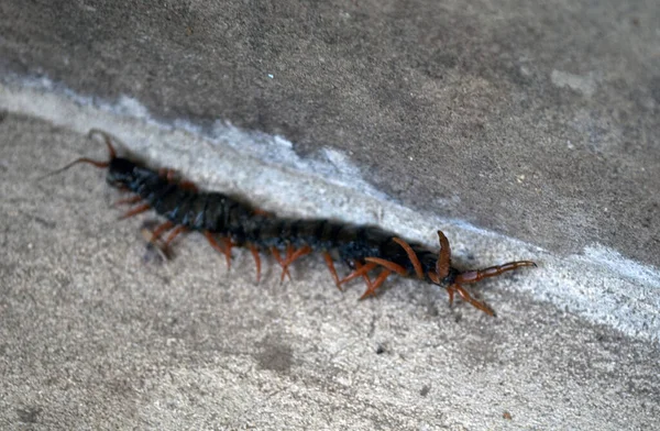 Uma Centopeia Gigante Num Chão Cimento Uma Escolopendra Venenosa Numa — Fotografia de Stock