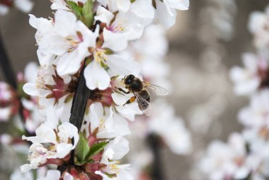 Kiraz ağacı çiçekleri. Baharın gelişi konsepti. Bal üretimi. Çiçek açan ağaç, kapat. Bal arısı meyve ağacından polen toplar. Keçeli kiraz çalısı.