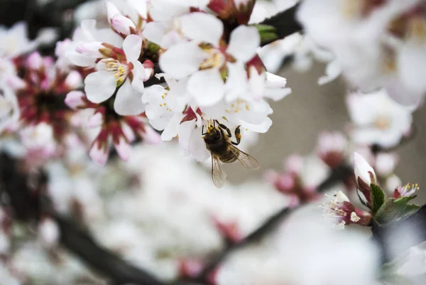 Kirschbaumblüten Das Konzept Der Ankunft Des Frühlings Honigproduktion Blühender Baum — Stockfoto