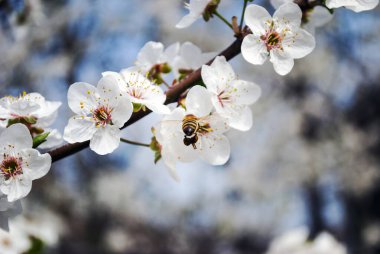 Arı. Bal üretimi. Çiçek açan ağaç, yaklaş. Bir bal arısı bir meyve ağacından polen toplar. Bahara Övgü. 
