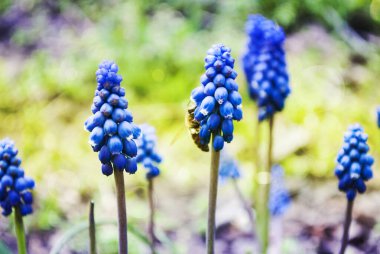 Bahçedeki mavi çiçeklerin üzerinde oturan arı.