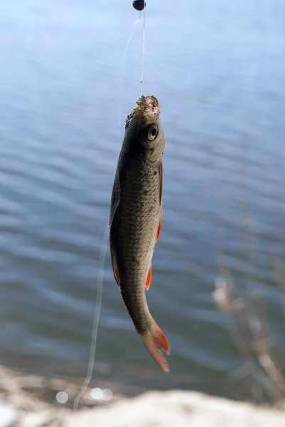 Ein Rumpf Haken Süßwasserfischen Mit Der Angelrute — Stockfoto