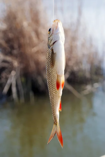 Ein Rumpf Haken Süßwasserfischen Mit Der Angelrute — Stockfoto