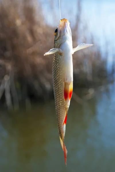 Ein Rumpf Haken Süßwasserfischen Mit Der Angelrute — Stockfoto