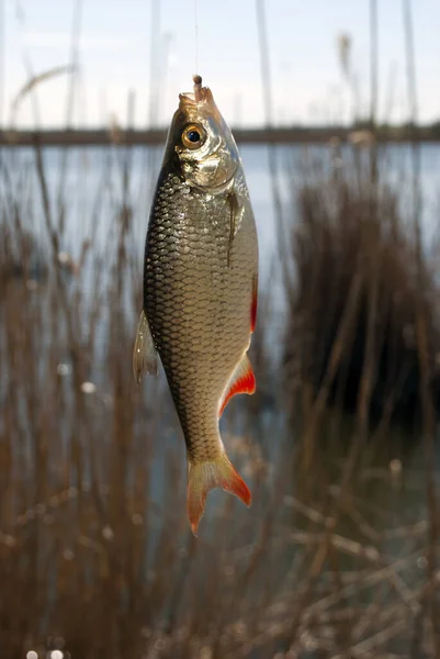 A rudd on a hook. Freshwater fishing with a fishing rod.