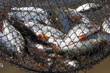 Balık ağındaki bir sürü balığın görüntüsünü kapat.