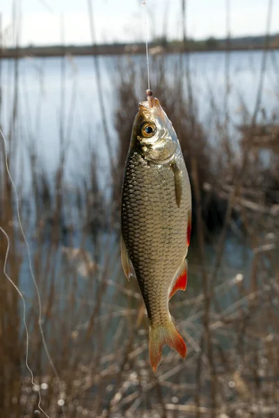 Ein Rumpf Haken Süßwasserfischen Mit Der Angelrute — Stockfoto