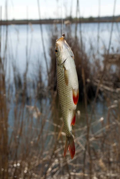 Ein Rumpf Haken Süßwasserfischen Mit Der Angelrute — Stockfoto