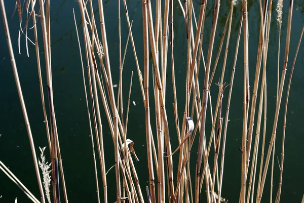 Texture Roseau Sec Des Roseaux Rivière Contexte Abstrait Nature — Photo