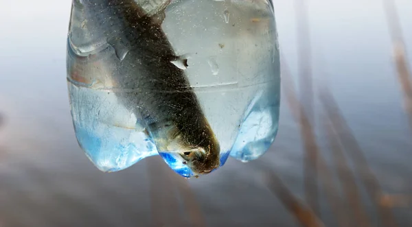 Fisch Einer Plastikflasche Das Konzept Der Verschmutzung Von Gewässern Ozeane — Stockfoto