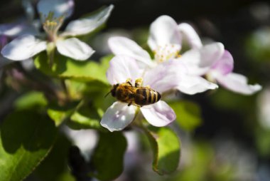 Arılar, tozlaşma süreci ve bahçe ağaçlarından polen toplama, çiçek açan elma ağaçları. Bal üretimi. Bir bal arısı bir meyve ağacından polen toplar. Bahara Övgü. 