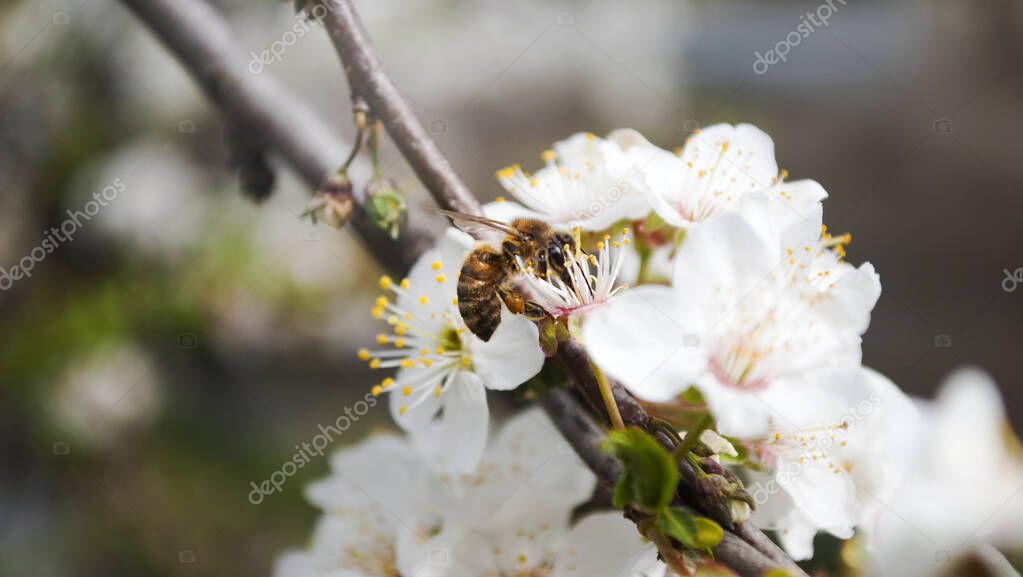 Bee. Honey production. Flowering tree, close up. A honey bee collects pollen from a fruit tree. Ode to spring.
