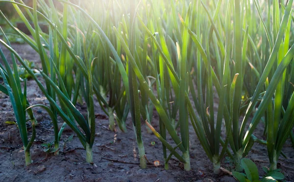 洋葱田 绿手生长在地面上 黄昏的照片闪烁着落日的光芒 — 图库照片