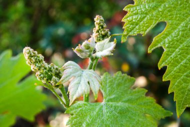 Baharın başlarında taze üzümler. Yeşil üzümler.