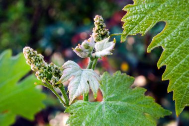 Bahçede yaprakları olan yeşil bir bitkiyi kapat.