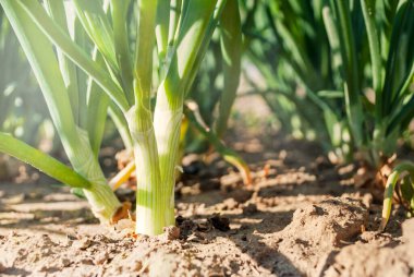 Soğan tarlası, tarım. Toprakta büyüyen bitki eli, batan güneşin ışınlarıyla çekilmiş bir fotoğraf. Soğan çalılarının kemeri..