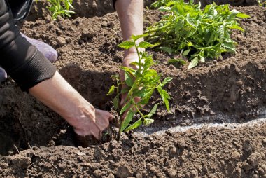 Kadın domates fideleri ekiyor. Tarım fotoğrafı..