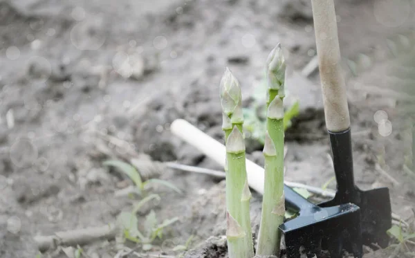 Tiges Asperges Vertes Poussant Dans Jardin — Photo