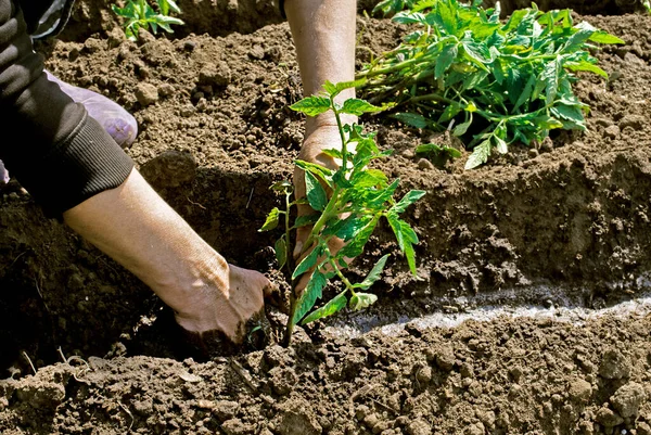 Mujer Planta Plántulas Tomates Agro Foto — Foto de Stock