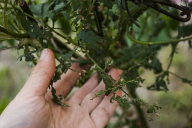 Bir bahçıvan haşerelerin yediği gül yapraklarını (yaprak biti / tırtıl) inceler. Bitki hastalığı. 