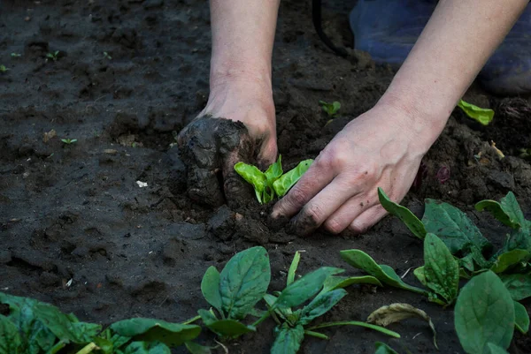 Jovem Mulher Plantando Planta Verde Jardim — Fotografia de Stock