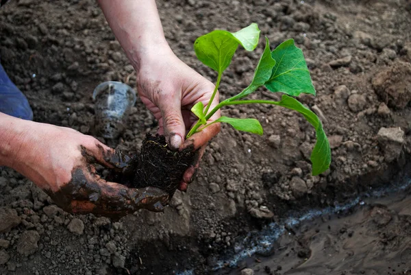 Kobieta Siedzi Sadzonki Bakłażana Ogród Ogrodowy Agro Zdjęcie — Zdjęcie stockowe