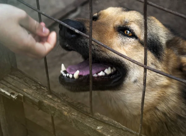 Uma Rapariga Estende Mão Pastor Alemão Num Canil Cães Abrigo — Fotografia de Stock