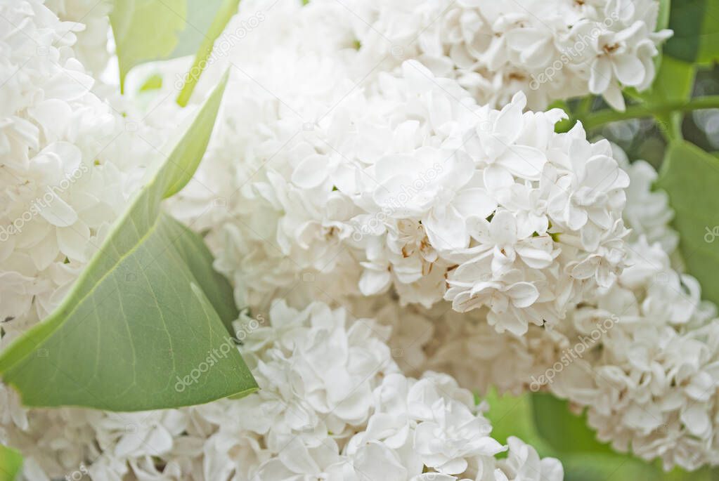 White lilac. Background photo of flowers.