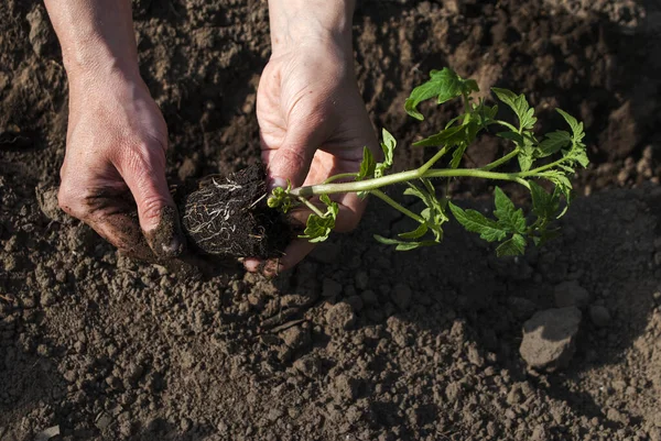 Vrouw Plant Zaailingen Van Tomaten Agrofoto — Stockfoto