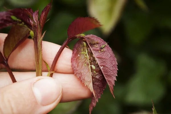 Giardiniere Donna Esamina Una Pianta Infetta Afidi Rosa Infetti Afidi — Foto Stock