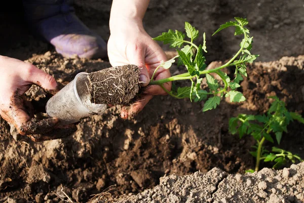 Sadzonki Gotowe Sadzenia Kobieta Sadzi Sadzonki Pomidorów Agro Zdjęcie — Zdjęcie stockowe