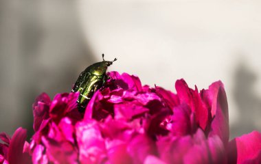 Yeşil böcek, şakayık çiçeğindeki altın bronz, yakın plan..