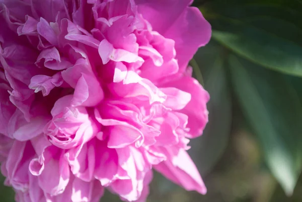 Рожевий Півоній Макрос Ніжний Абстрактний Квітковий Пастельний Фон — стокове фото