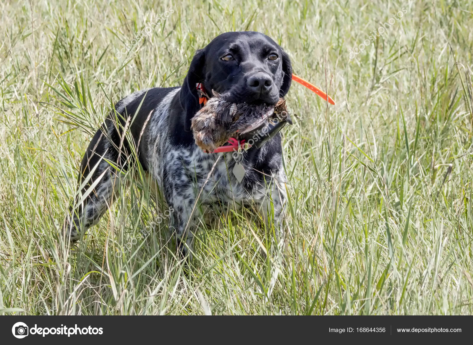 Training hunting dogs — Stock Photo © SStanich 168644356