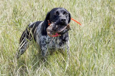 Training hunting dogs clipart