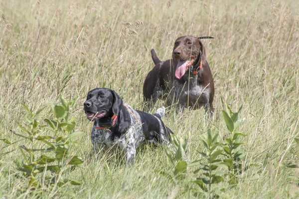 Entrenamiento perros de caza —  Fotos de Stock