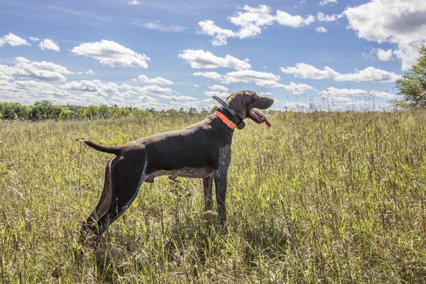 Training hunting dogs — Stock Photo, Image