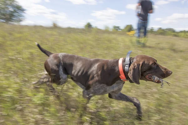 Training hunting dogs — Stock Photo, Image