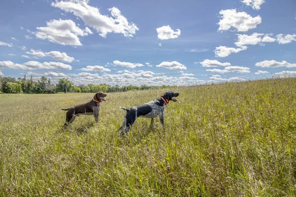 Treinamento cães de caça — Fotografia de Stock